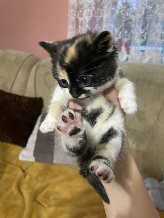 Продаються кошенята