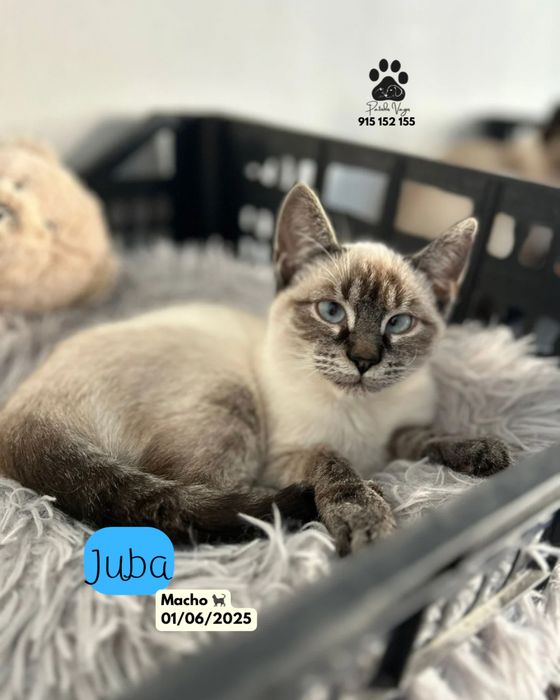Gatinho siamês para adoção ( Juba )