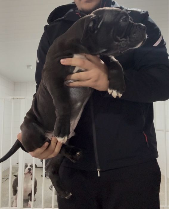 American Bully Macho