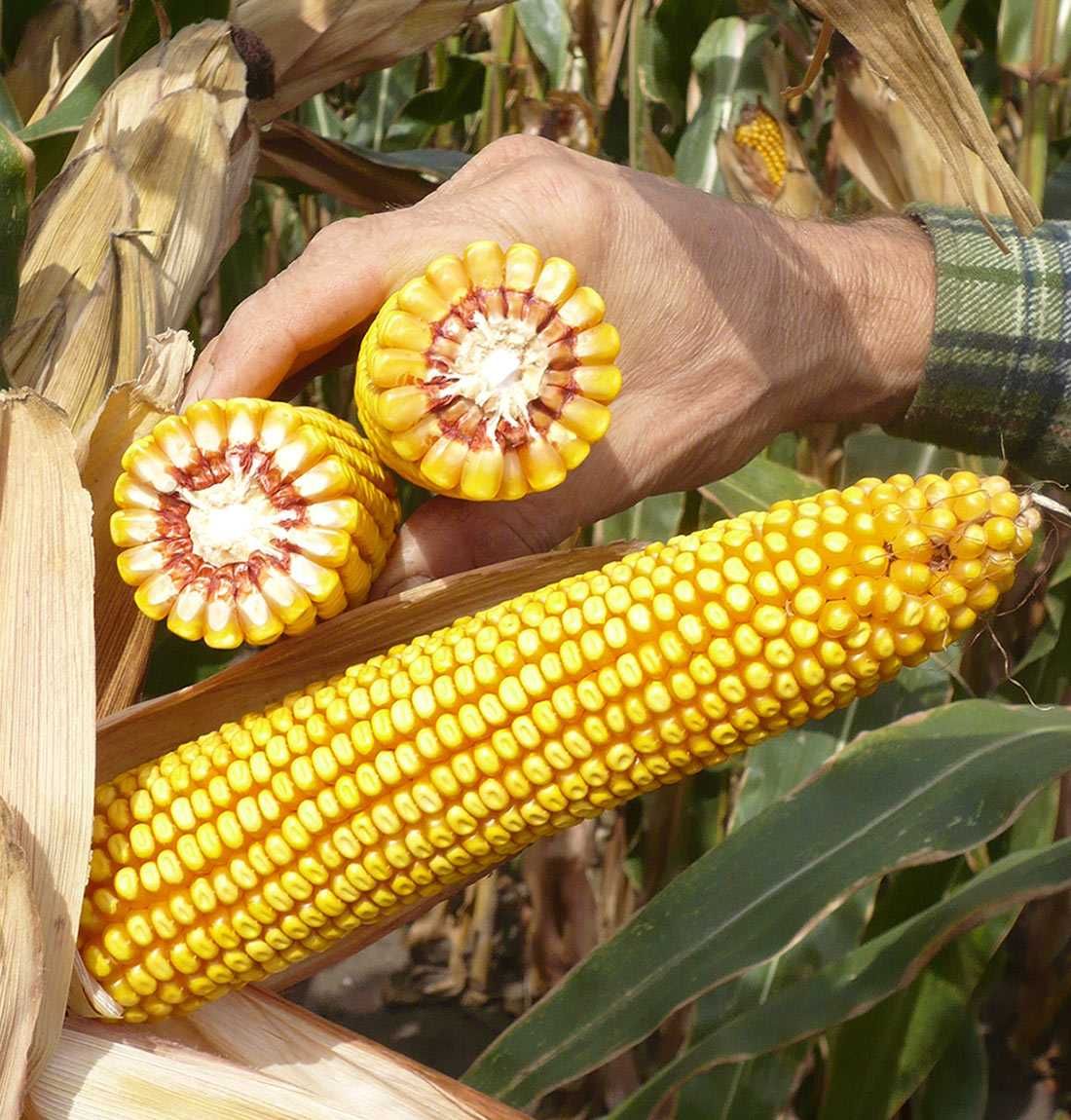 Nasiona kukurydzy CEBIR kiszonka FAO 240 (80 tys. nasion)