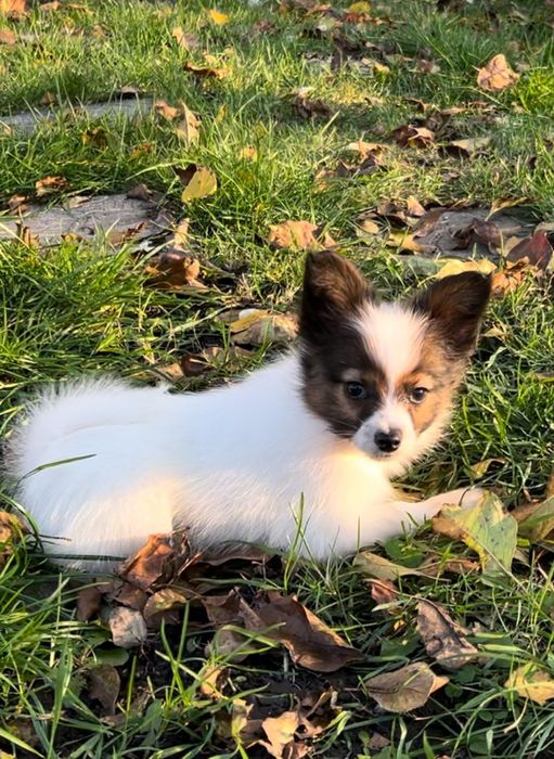 Щенки самой компанейской и красивой собачки папильон