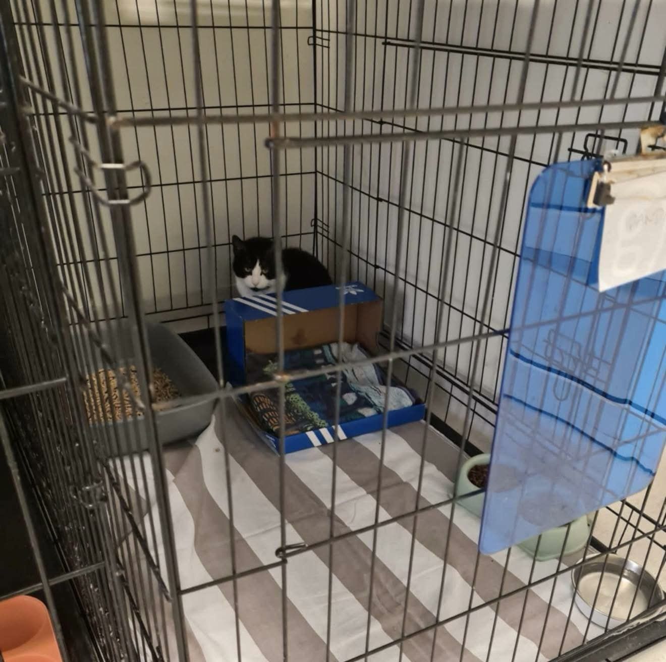 Kotka Panda czeka na dom