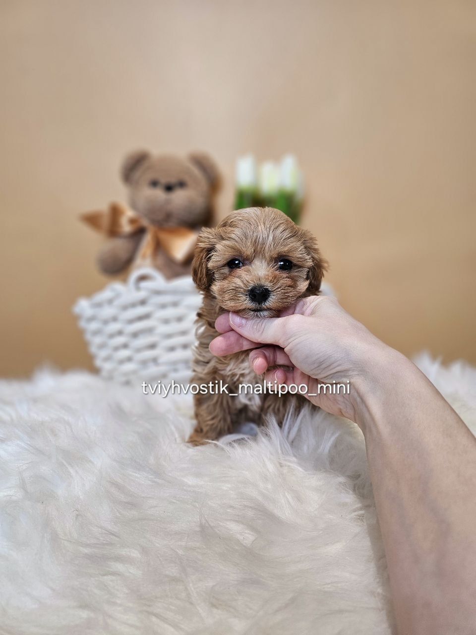 Maltipoo Міни мікро.