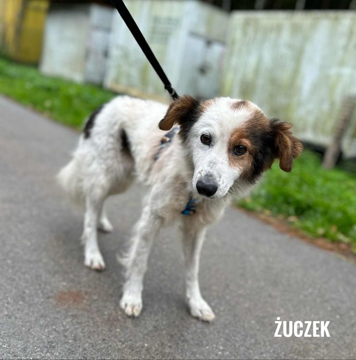5 letni Żuczek, 12kg adopcja za darmo