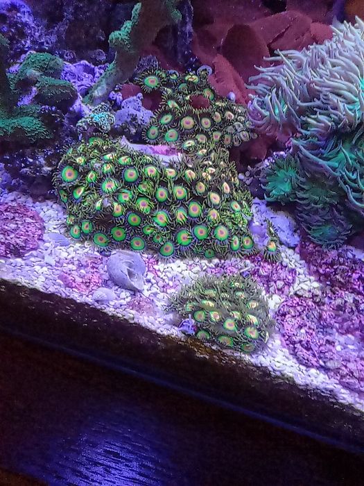 Zoanthus rasta, zoa, akwarium morskie, akwarystyka.