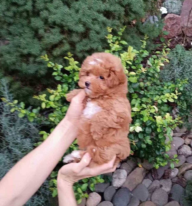 Найсолодша дизайн красунечка Помапу- товстушечка маленького розміра