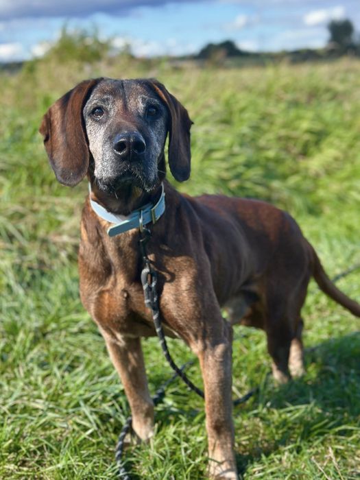 Trio, senior posokowiec bardzo źle znosi Schronisko