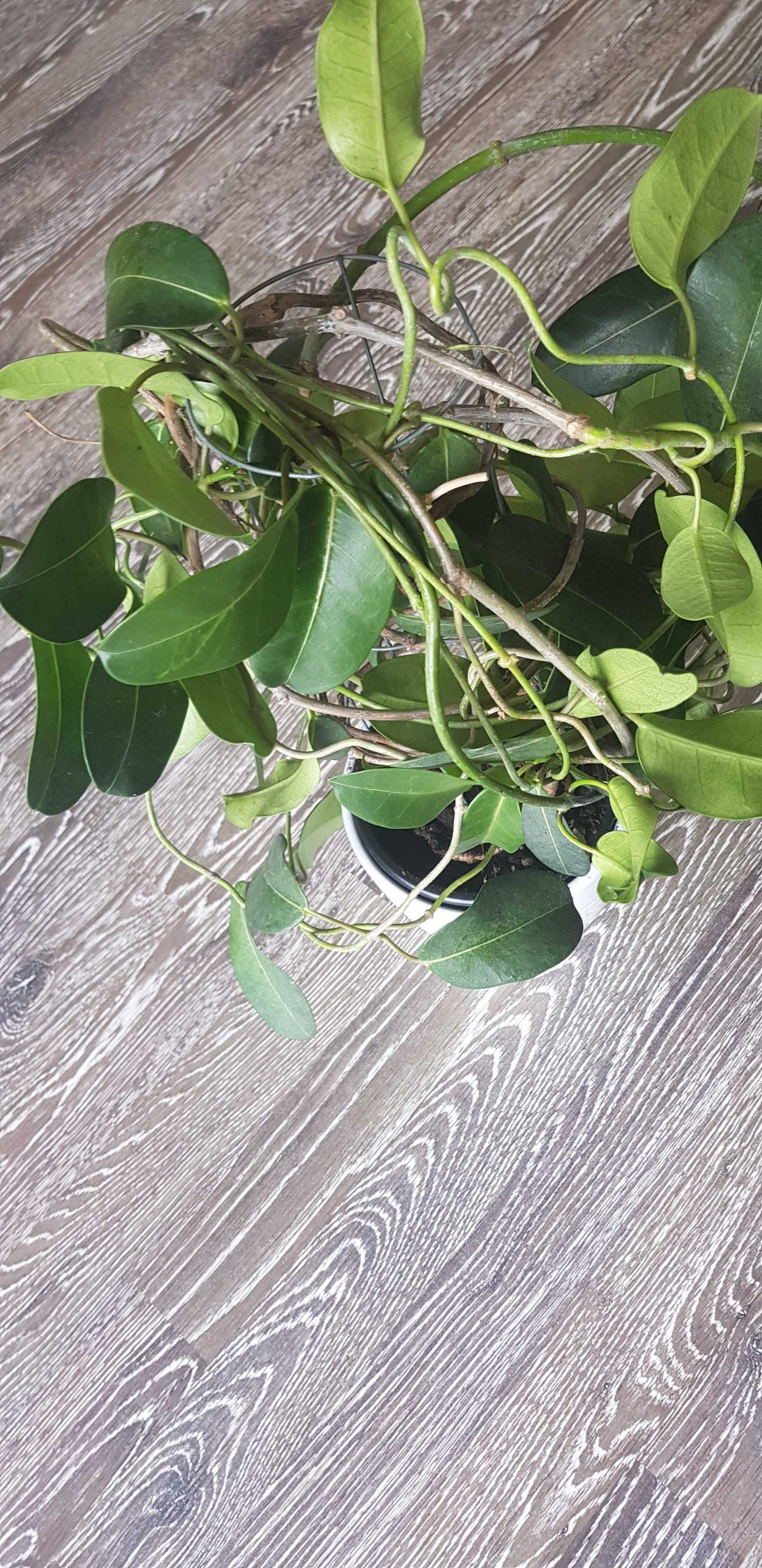 Hoya Hoja australis - cała zielona - roślina prowadzona na owalu