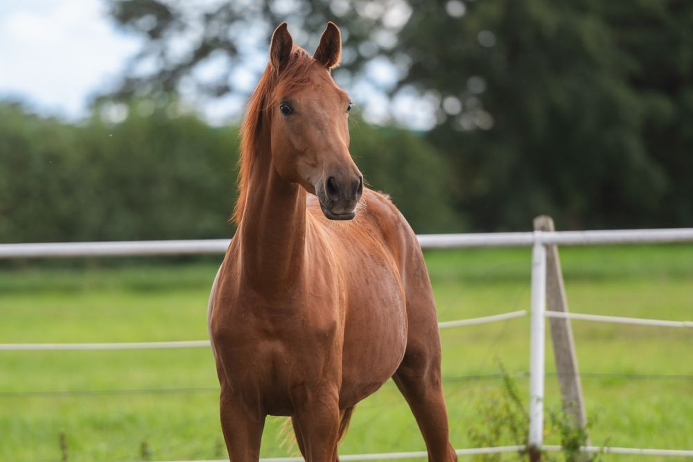 Ogier ujeżdżeniowy 2023r. Morricone x Rosengold