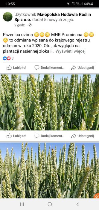 Pszenica 2025 transport