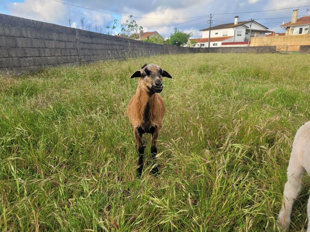 Muflão ovelha dos camarões
