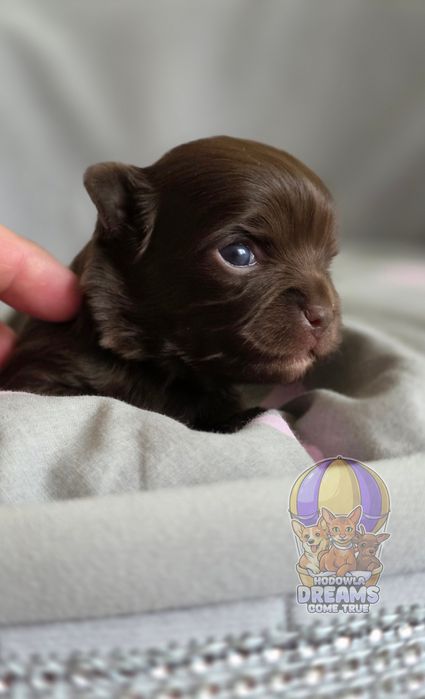 Chihuahua **Długowłosa Sunia **Do Rezerwacji