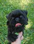 Szczeniak gryfonik. Griffon puppy