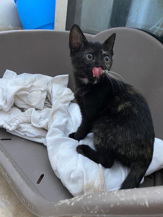 Gatinha bebe tartaruga para adoção