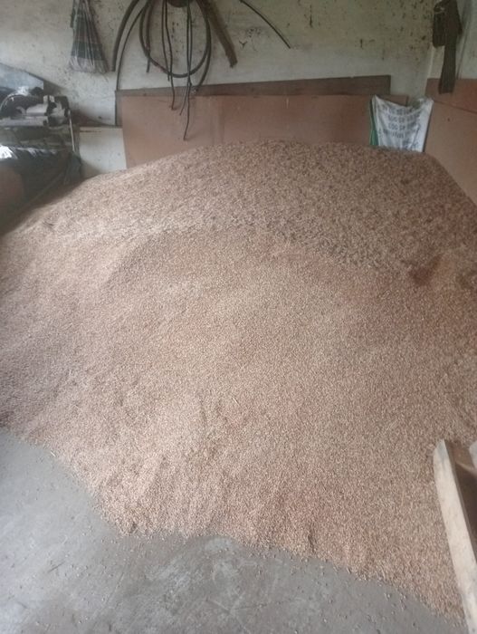 Pszenżyto , żyto,owies czyszczone do siewu