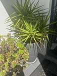 Vasos tamanho grande com plantas