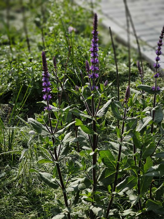 Вербена списовидна(hastata), бонарська, каламінта