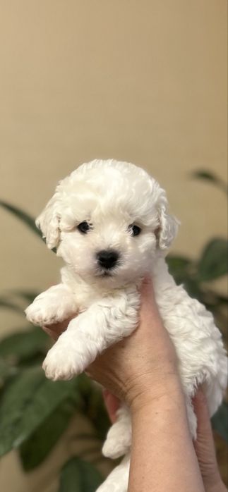 Бішон. Діти Інтерчемпіонів та Чемпіонів Украіни.