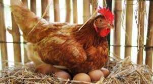 Несушка інкубаційне яйце