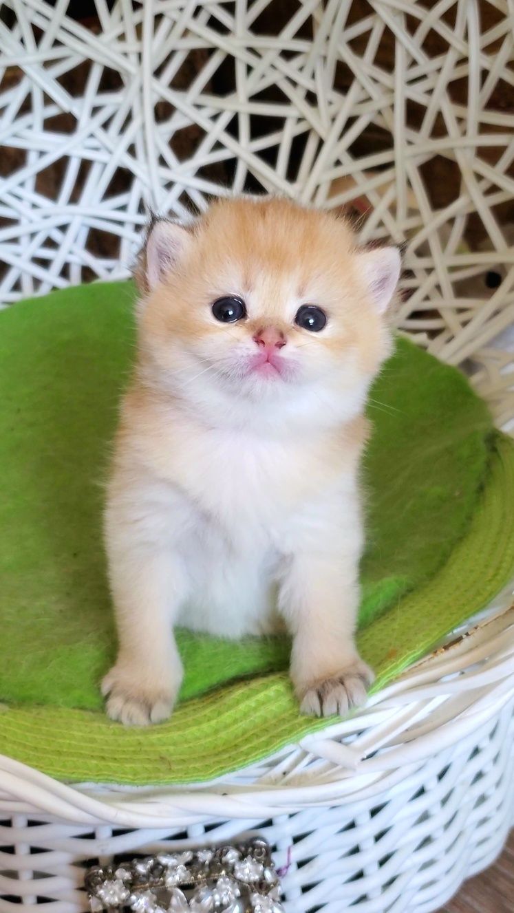 Нежненькие и ручные лапули, котята золотая шиншилла