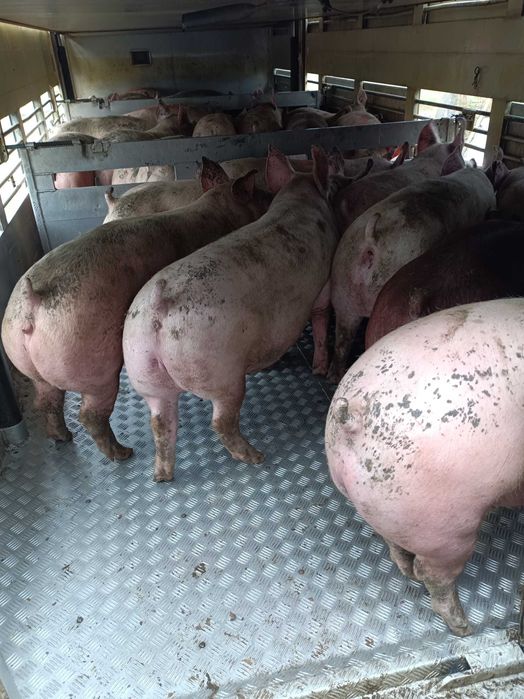 Продам свиней живой вагой