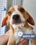 Trincao - cachorro ficara porte medio