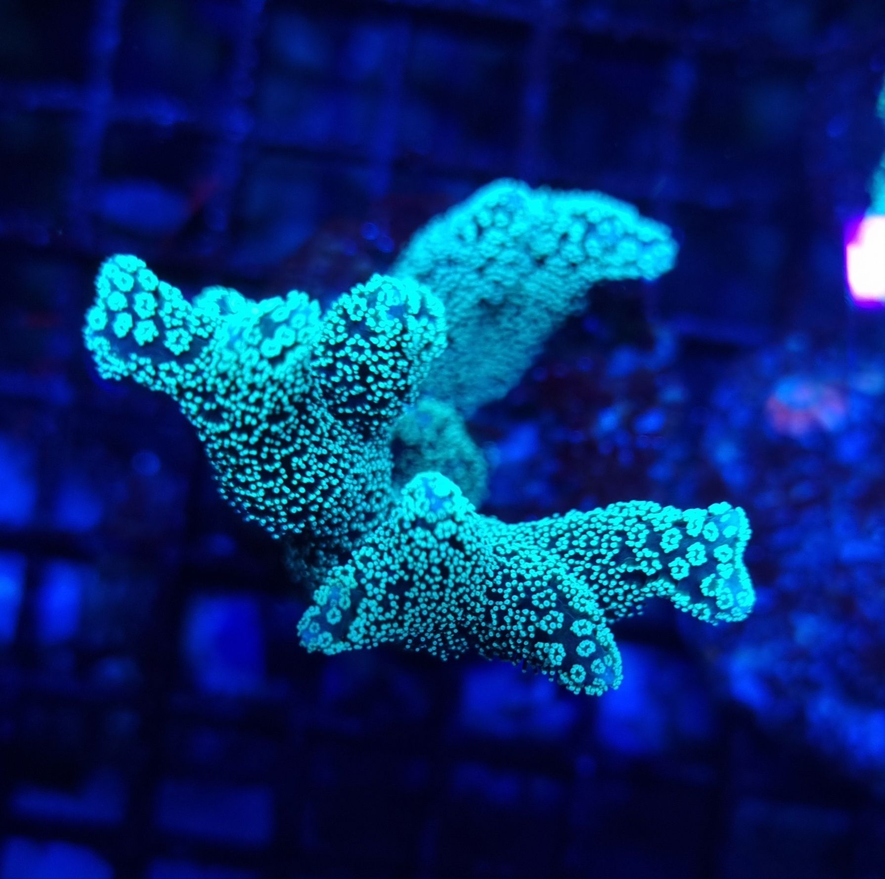 Seriatopora caliendrum koralowiec akwarium morskie koralowce