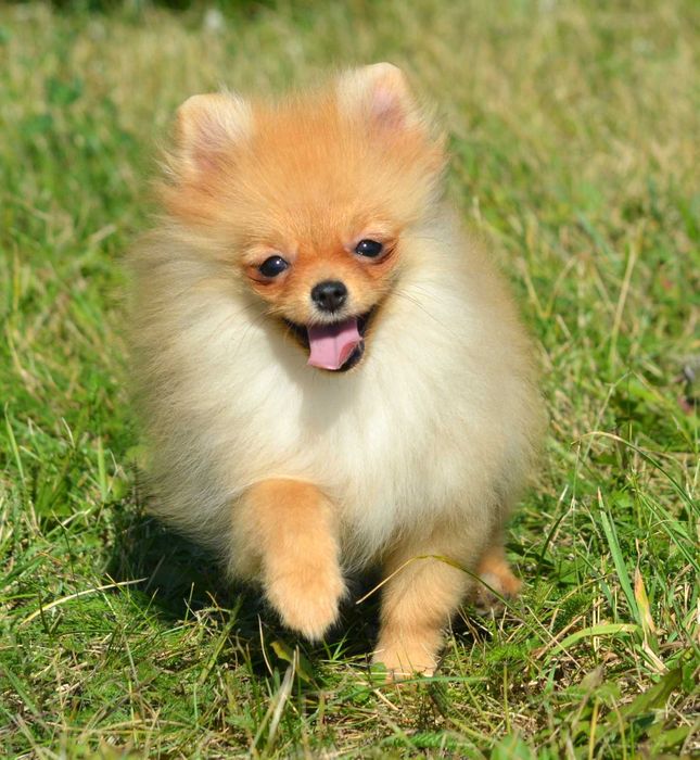 Szpic Miniaturowy Pomeranian Wiwa ZKwP FCI rodowód piękna