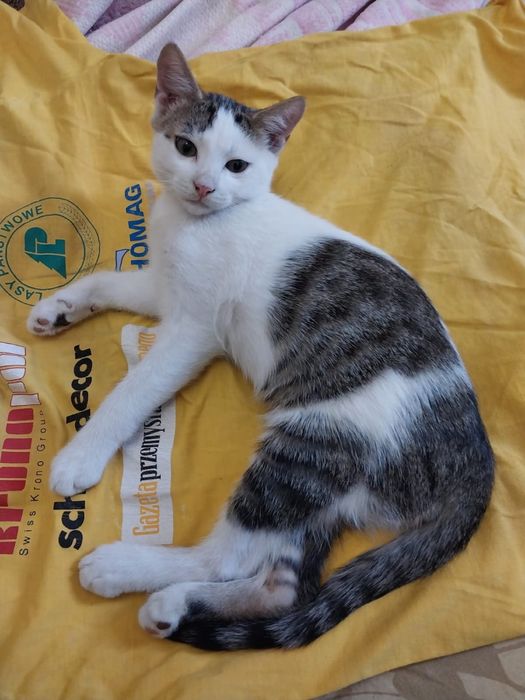 Котенок, мальчик