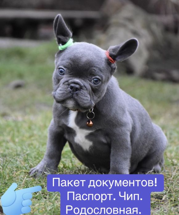 Люкс мальчик голубой без тигры голубоглазый