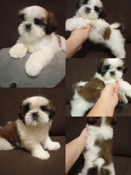 Дітки ши-тцу, хлопчик і дівчинка