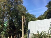 Wycinka drzew tanio profesjonalnie podnosnik koszowy zwyzka