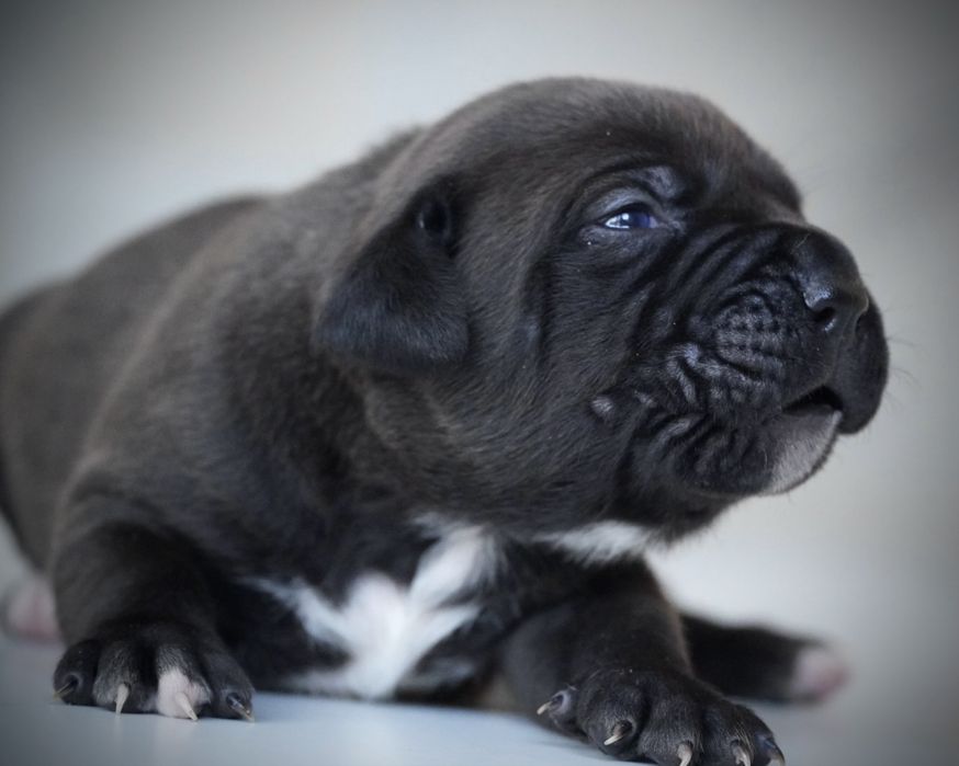 American Bully XL ABKC