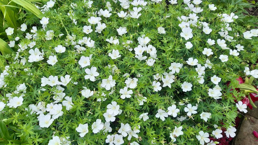 Клематис Виль де Лион, пион Mackinac Grand и др.cадовые цветы