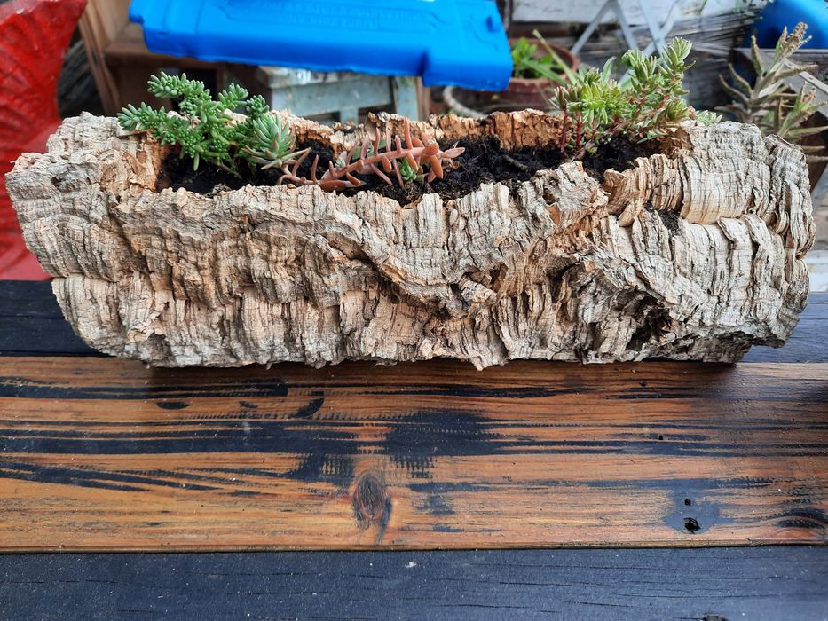Plantas suculentas