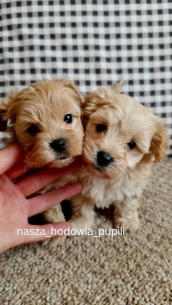 Maltipoo F1 czerwony piesek pudel toy x maltańczyk