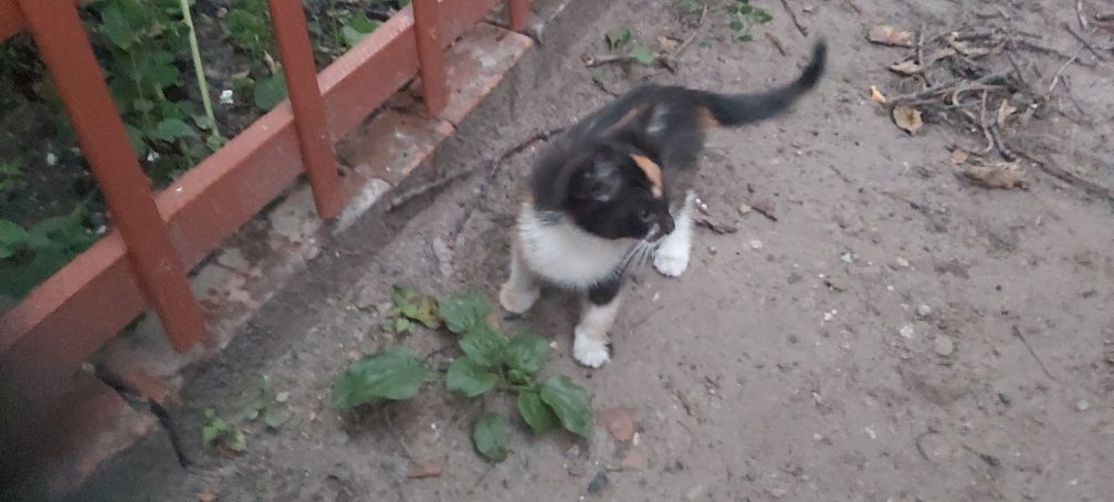 Отдам бесплатно котят