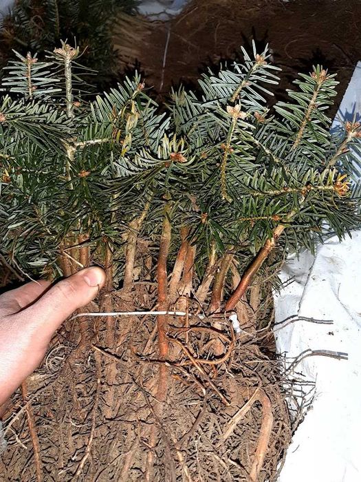 Jodła kaukaska 2/1 2/2 Jodła kaukaska, jodła Nordmanna na choinki