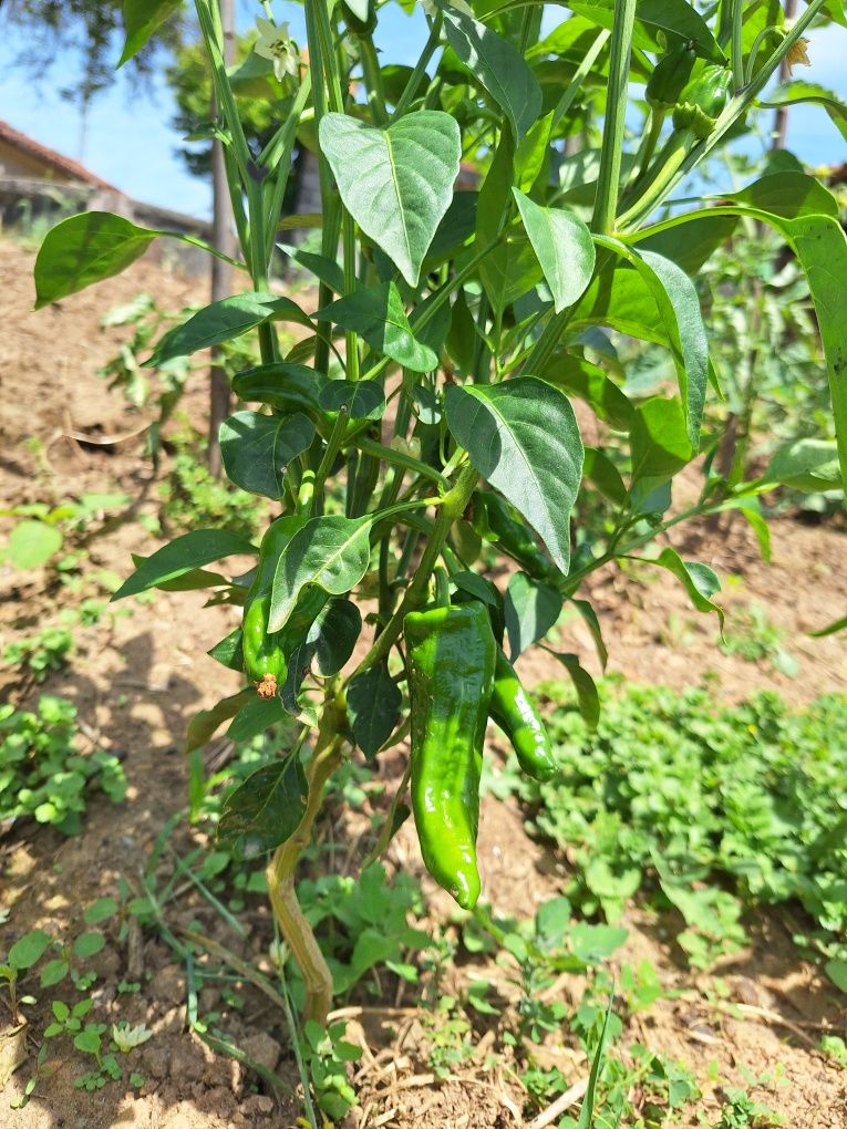 Legumes e Frutos Biológicos