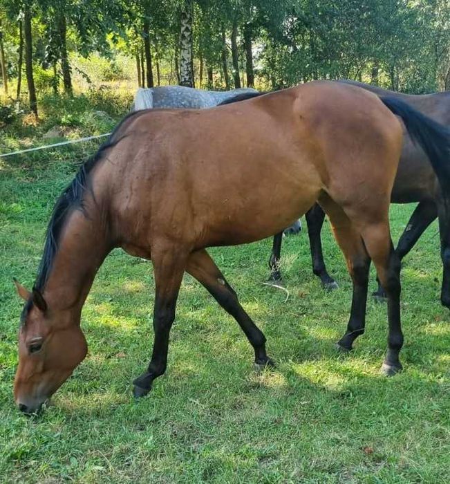 Klacz rasy małopolskiej ASTERIA