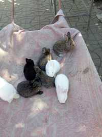 Молодые породистые кролики дёшево