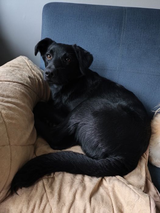 7-miesięczny szczeniak