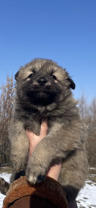 Цуценята кавказької вівчарки