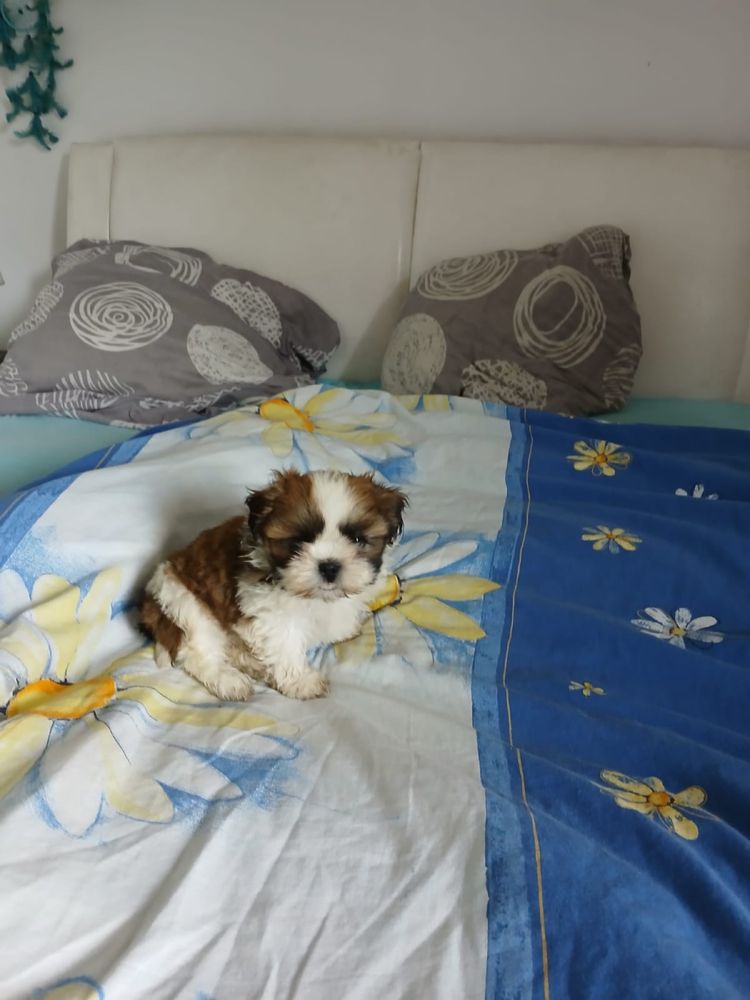 Shih tzu piesek shih tzu