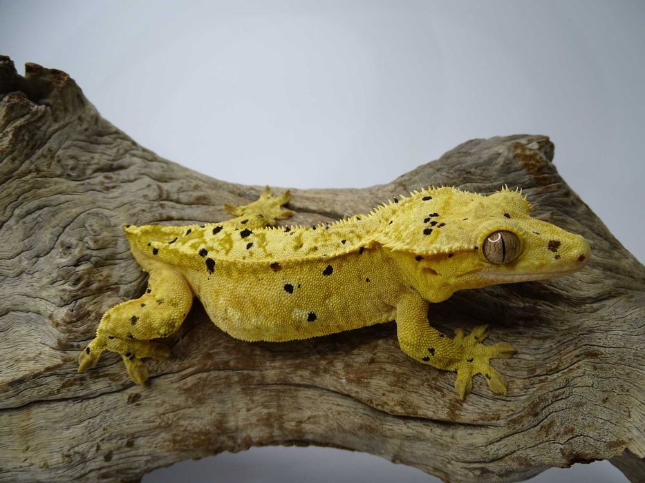 Gekon Orzęsiony samica Dalmatian