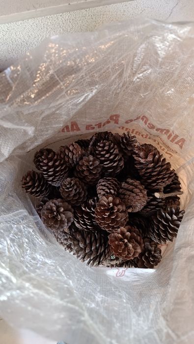 Sacos de 5kg de pinhas