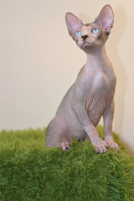 Канадський  сфінкс , самець .