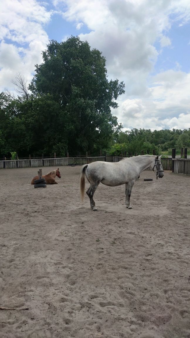 Кобила, кінь, лошадь