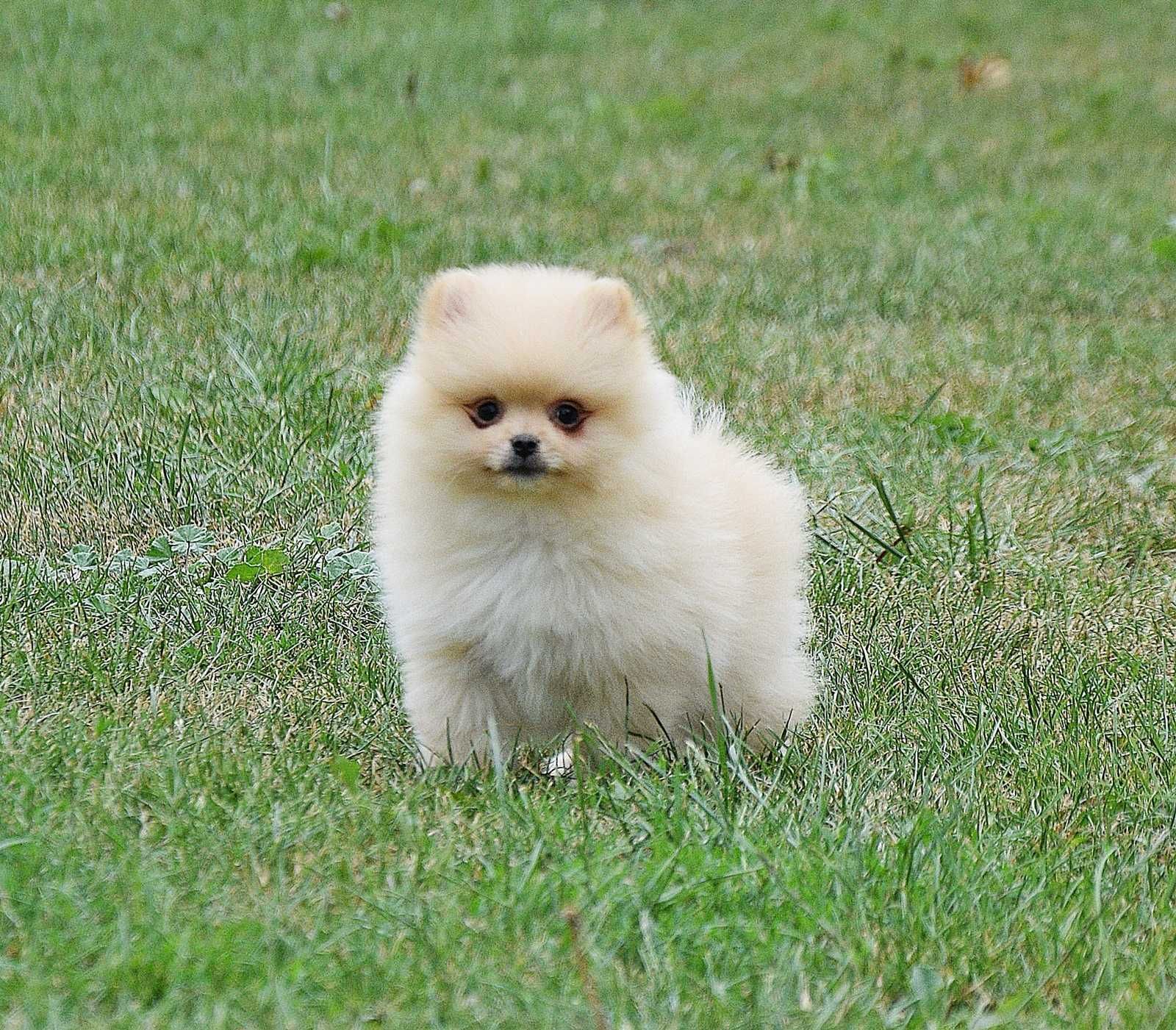 Piesek Pomeranian- Olek- gotowy na kochający dom