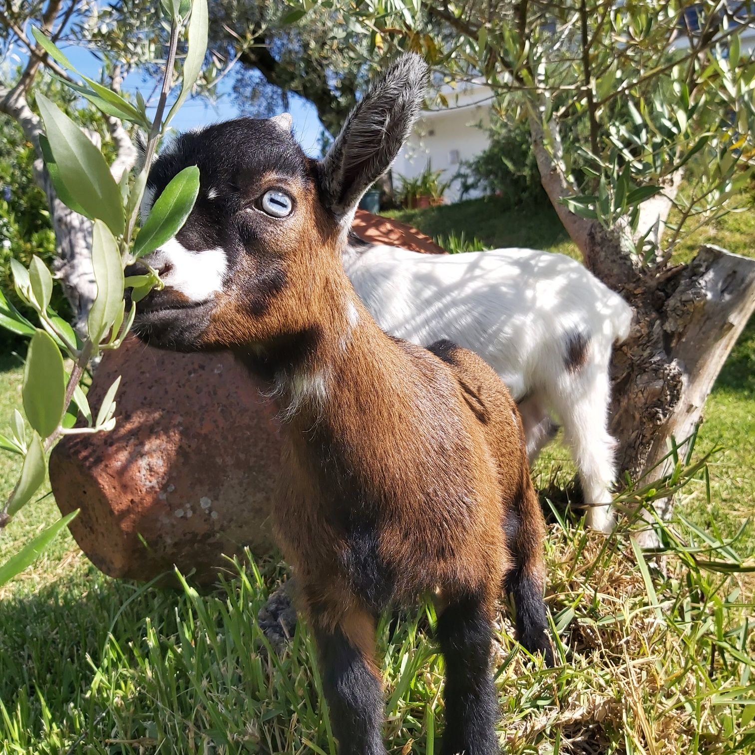 Cabras Micro Anãs - Linhagem Francesa (30 a 40cm)